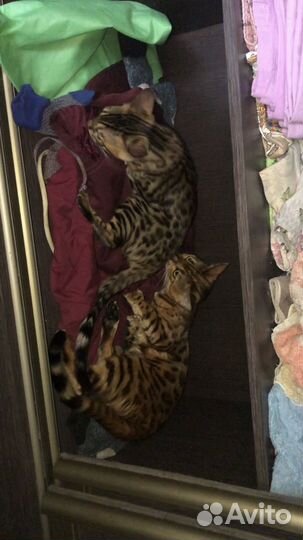 Бенгальский кот