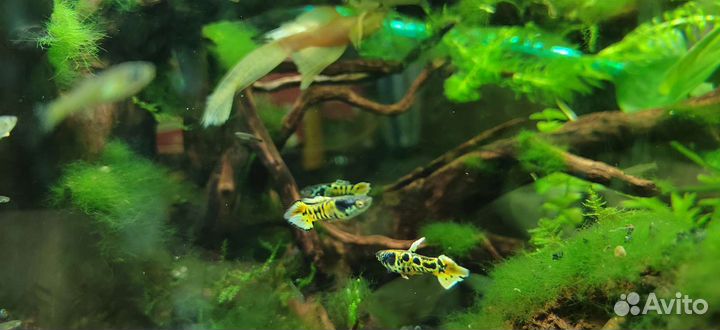 Гуппи Эндлера тигровые