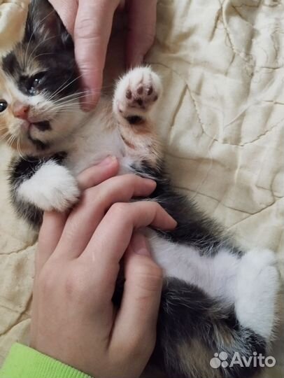 Домашние животные котята