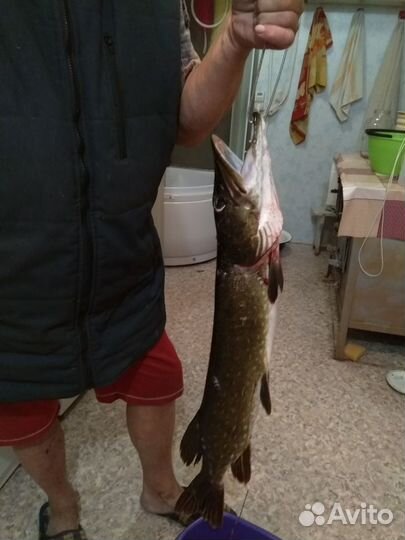 Аренда лодок,катеров,моторов от 2 до 10 сил,ночлег