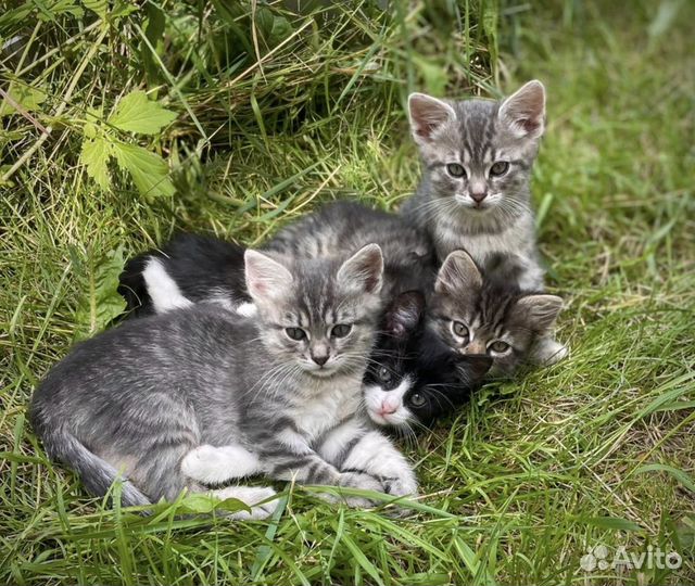 Кошки в добрые руки