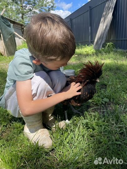 Падуан зотото/серебро/толбунт петухи