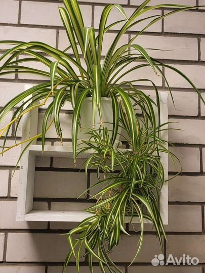 Хлорофитум