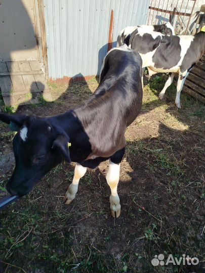 Продам подрощенных бычков
