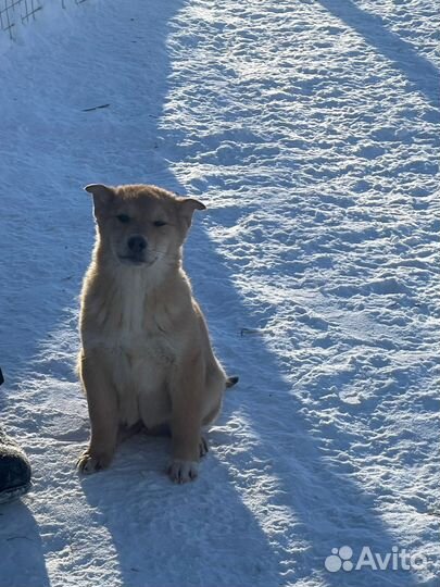 Щенки бесплатно