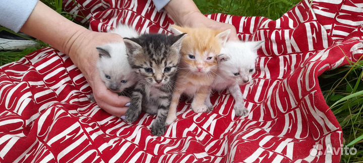 Котята в добрые руки