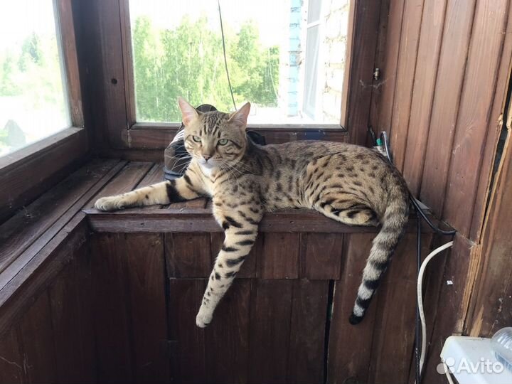 Бенгальский кот вязка