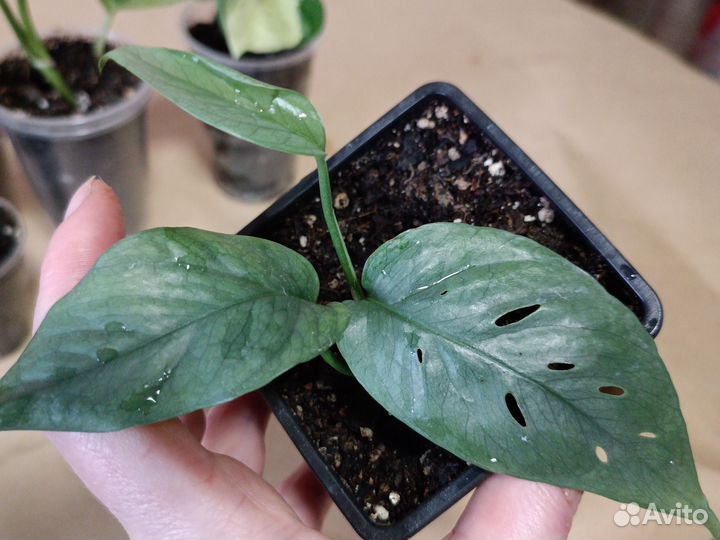 Сциндапсусы, эпипремнумы