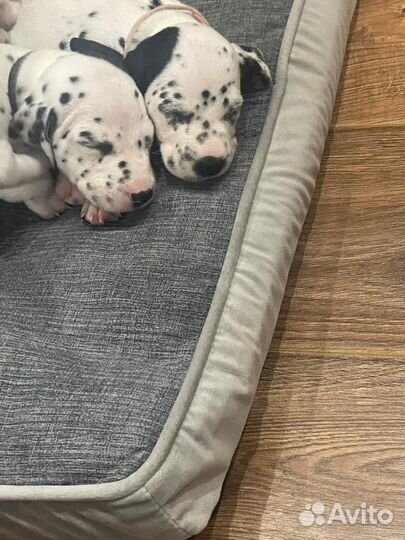 Щенки далматина