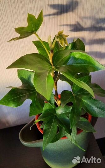 Фатсхедера Лизе, каллизия зеленая