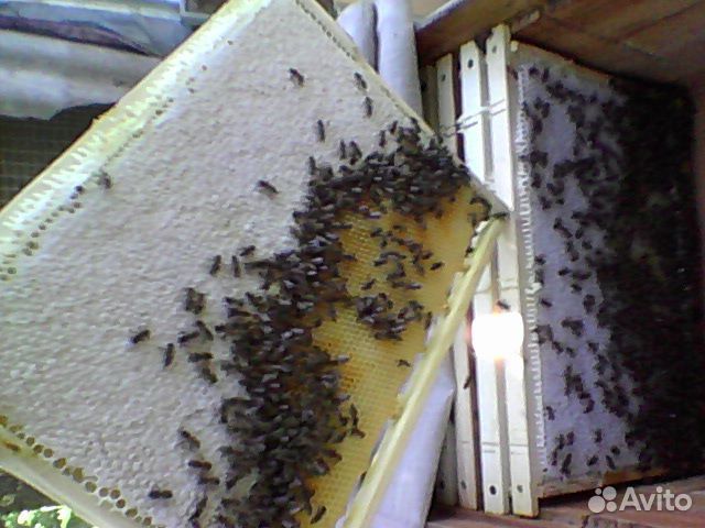 Пчёло семьи 10000 семья, пакет 3+1.Средняя Ахтуба