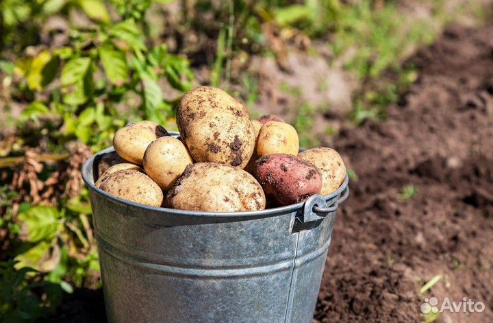 Продам картофель