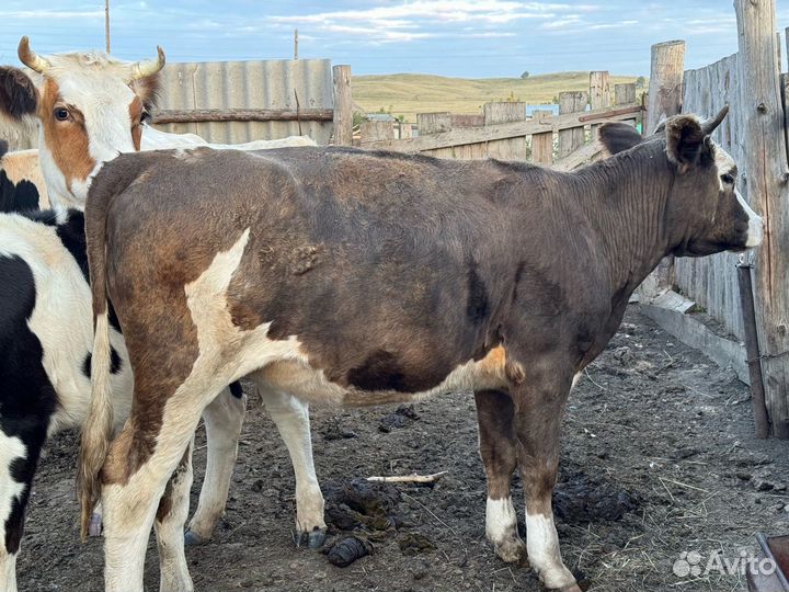 Продам оптом