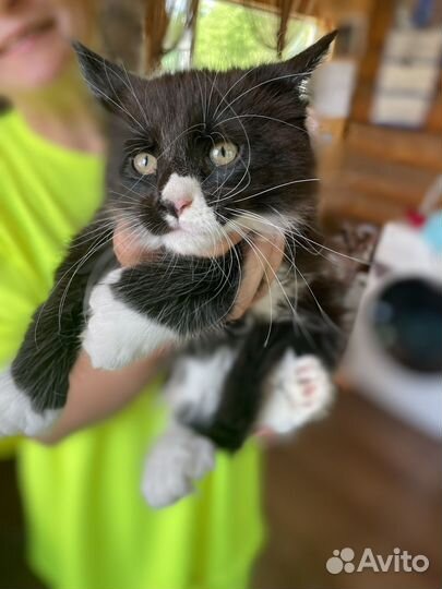 Котята мейн-кун