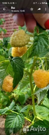 Саженцы ремонтантной малины