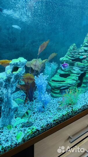 Аквариум