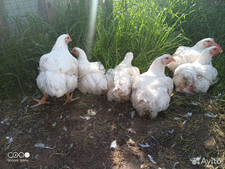 Домашние куры бройлеры