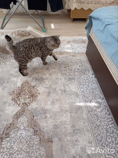 Британская вислоухая кошка. 1.5 года