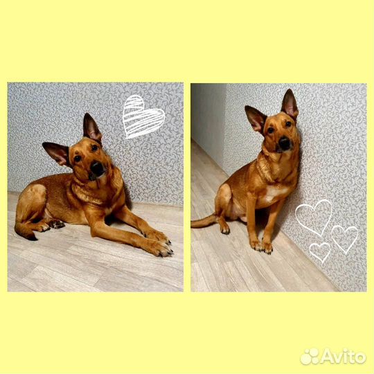 Отдам в добрые руки