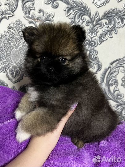 Щенки шпица