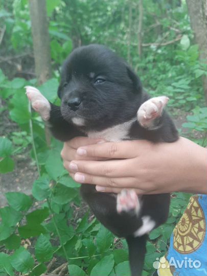 Щенки в добрые руки