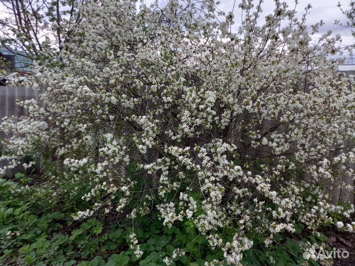 Саженцы вишни