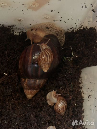 Ахатины улитки дети