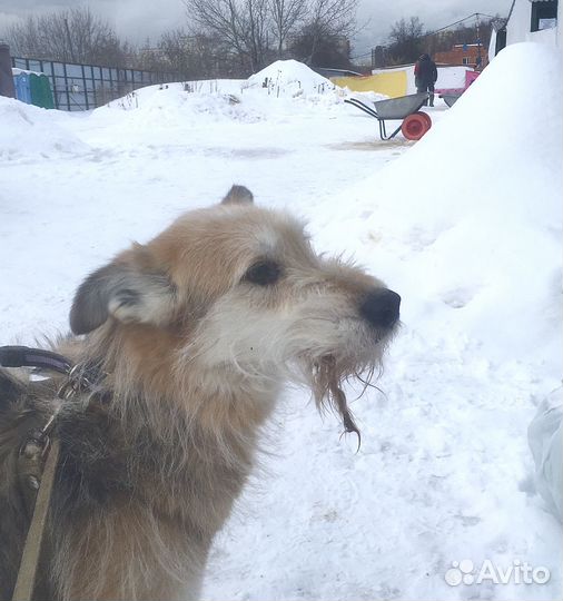 Приютский терьерчик-сирота