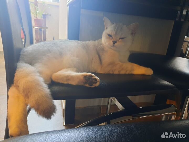 Кошки шотландцы