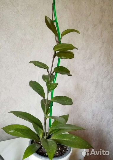 Хойя карноза цветущая