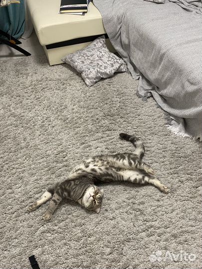 Кот для вязки