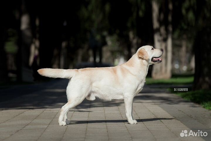 Кобель лабрадора вязка