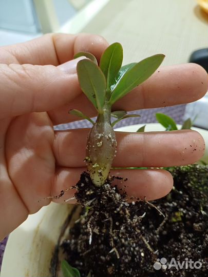 Адениум сеянцы микс