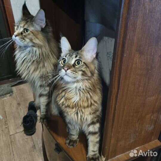 Коты мейн-кун