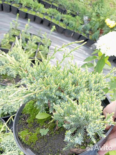 Можжевельник чешуйчатый Blue Star