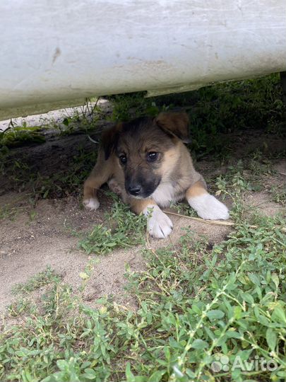 Собака в добрые руки отдам бесплатно