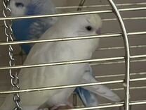 Продам волнистого попугайчика (возраст два месяца)