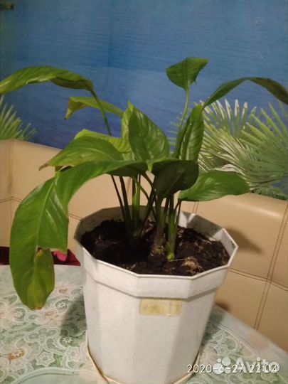 Цветы комнатные спатифиллум