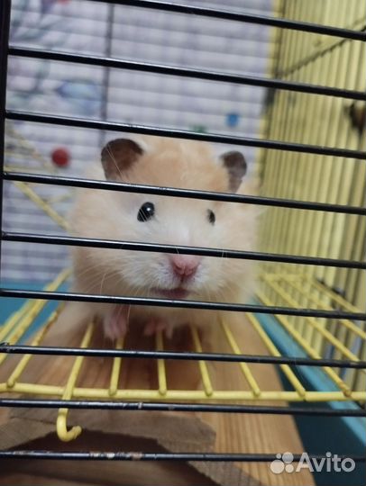 Сирийский хомяк бесплатно