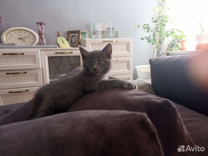 Русская голубая кот