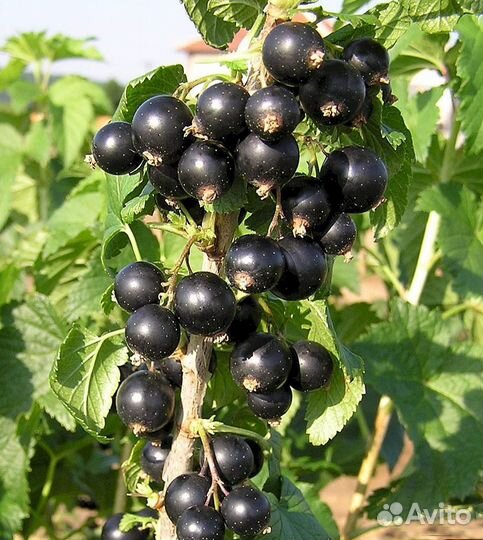 Саженцы черной смородины (опт)