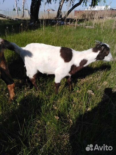 Козы. Коза на мясо