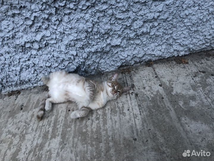 Ищем хозяина