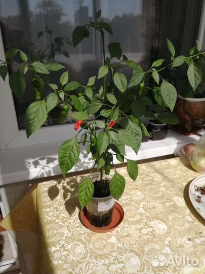 Перец комнатный острый 