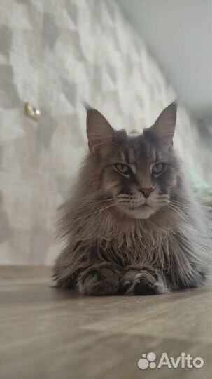 Кот Мейн-кун