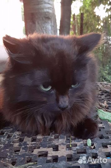 Милейшая кошечка Бетти в добрые руки