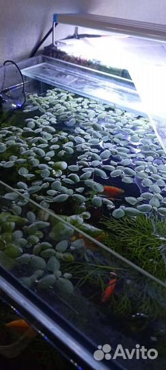 Папоротник Индийский и Гигрофила многосеменная