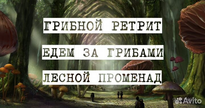 Билет. Едем за грибами Грибной ретрит