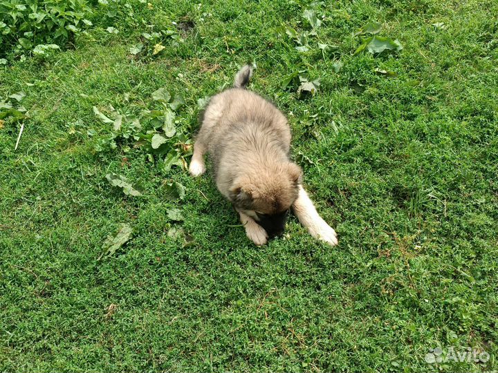 Кавказская овчарка