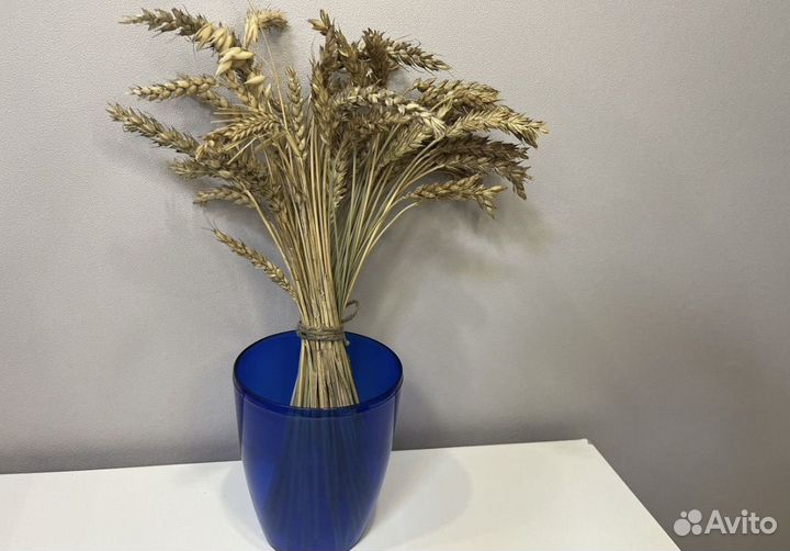 Сухоцветы пшеница колосья